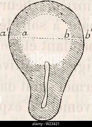 Immagine di archivio da pagina 131 di de la formation du blastoderme Foto Stock