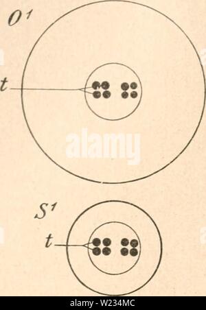 Immagine di archivio da pagina 133 di Das werden der organismen zur Foto Stock