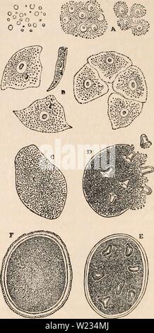 Immagine di archivio da pagina 133 della encyclopaedia - Wikizionario di anatomia e Foto Stock