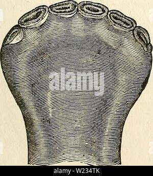 Immagine di archivio da pagina 134 di Dadd la teoria e la pratica del. Dadd la teoria e la pratica della medicina veterinaria e chirurgia daddstheorypract00dadd Anno: 1867 sezione V. dentizione e la dieta. Il cavallo di età come mostrato dai suoi denti-sulla dieta dei cavalli-gli effetti di diversi tipi di cibo-per quanto riguarda la quantità di alimenti necessari- per quanto riguarda le modifiche in dlet conclusione. Il cavallo di età come mostrato dai suoi denti. La figura 1 è una rappresentazione di un puledro ' bocca' come ap- pere all'età di dodici mesi; i denti temporanei sono mostrati, e tutti, ad eccezione di quelle ad angolo, sono usurati abbastanza liscia. (Vedere remar Foto Stock