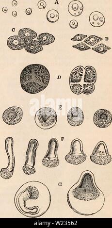 Immagine di archivio da pagina 134 della encyclopaedia - Wikizionario di anatomia e Foto Stock