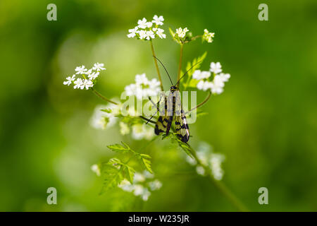 Un insetto, una femmina scorpion fly, è seduto su una bianca fioritura delle piante. Foto Stock