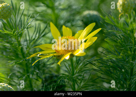 Un fiore giallo circondato da piante verdi Foto Stock