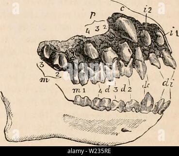 Immagine di archivio da pagina 136 della encyclopaedia - Wikizionario di anatomia e Foto Stock