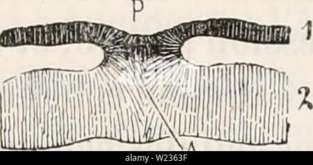 Immagine di archivio da pagina 137 di de la formation du blastoderme Foto Stock