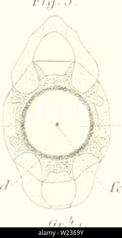 Immagine di archivio da pagina 138 di Das sistema nÞturliche der Elasmobranchier. Das sistema nÂÃturliche der Elasmobranchier auf Grundlage des Baues und der Entwicklung ihrer WirbelsÂÃule; eine morphologische und palÂÃontologische Studie dasnturliche79hass Anno: 1879 figura II figura l i . Fig /â ' m F,â T. Foto Stock