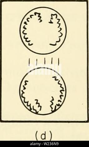 Immagine di archivio da pagina 139 della citologia (1961) Foto Stock