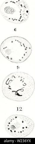 Immagine di archivio da pagina 140 di osservazioni citologico sul Endamoeba blattae. Osservazioni citologico sul Endamoeba blattae cytologicalobser174megl Anno: 1940 È O 0 ,=â¢â 18 Foto Stock