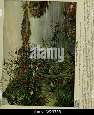 Immagine di archivio da pagina 140 di Das Leben der Pflanze (1906). Das Leben der Pflanze daslebenderpflan04fran Anno: 1906 Foto Stock