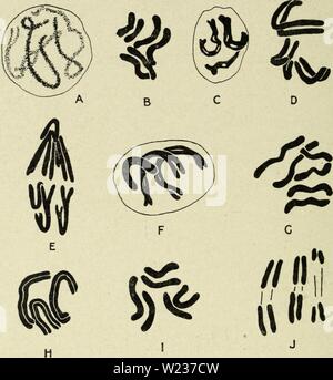Immagine di archivio da pagina 141 di citologia, con speciale riferimento a. Citologia, con speciale riferimento al nucleo metazoan cytologywithspec00agar 0 Anno: 1920 126 CITOLOGIA CHAP. Le coppie di disposizione dei cromosomi omologhi è più strik- ingly mostrato nella Diptera (Metz, 1916), in alcune specie di cui omo logous cromosomi sono molto strettamente approssimata. Questo culmina nella zanzara Culex, dove spesso sono così strettamente applicata ad uno un altro come di essere distinto solo con difficoltà. Fig. 56 mostra il cromosoma Fig. 56. I cromosomi di zanzara Culex come immaginato da diversi tipi di lavoratori, mostra Foto Stock