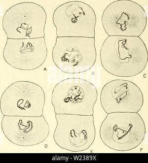 Immagine di archivio da pagina 143 di citologia, con particolare riferimento alla Foto Stock