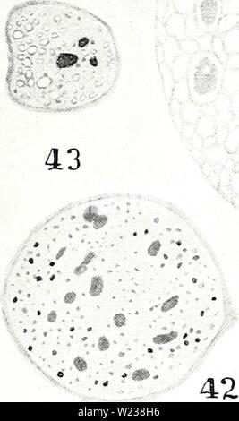 Immagine di archivio da pagina 144 di osservazioni citologico sul Endamoeba blattae. Osservazioni citologico sul Endamoeba blattae cytologicalobser174megl Anno: 1940 45 40 SL? 46 SF 44 â ¢ &gt; - ?? Â 41 . I f &lt; j 47 48 . 39 49 v V- 50 PIASTRA III Foto Stock