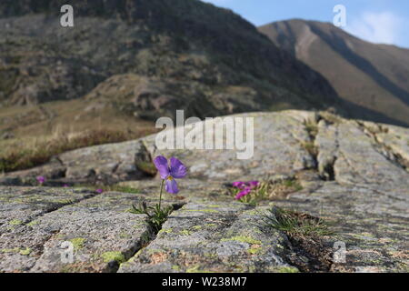 Viola tricolore (Johnny Jump Up) che cresce sulla roccia ad alta quota con le montagne sullo sfondo nelle Alpi francesi Foto Stock