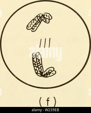 Immagine di archivio da pagina 146 della citologia (1961) Foto Stock