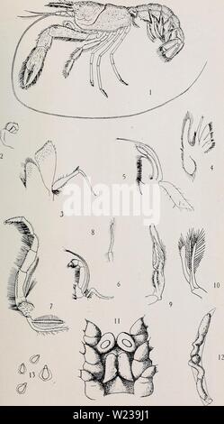 Immagine di archivio da pagina 146 di Decapoda reptantia delle coste. Decapoda reptantia delle coste dell' Irlanda decapodareptanti00selb Anno: 1914 I. "14. PL VII. C.M.S. del. Nephropsis atlantica. Foto Stock