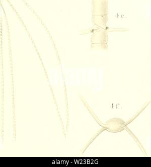 Immagine di archivio da pagina 150 di Das Indische fitoplancton (1907). Das Indische fitoplancton dasindischephyto23kars Anno: 1907 - r,i X. 1Â" OC ' o un . 4b. 4a . l.CliaetÃ¼iVras l&GT;criniio idlanlit inii . "J. l'li . inili.u.n J. l'/mi . pcrKOKiiiiim Mir. Suddirai" mi- cli . Â "Â¢â"¢/lAK n. Xl.ll Foto Stock