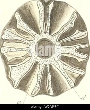 Immagine di archivio da pagina 150 di Das sistema nÞturliche der Elasmobranchier. Das sistema nÂÃturliche der Elasmobranchier auf Grundlage des Baues und der Entwicklung ihrer WirbelsÂÃule; eine morphologische und palÂÃontologische Studie dasnturliche79hass Anno: 1879 Fiq. '&Gt;â ; Fiq.KK Foto Stock