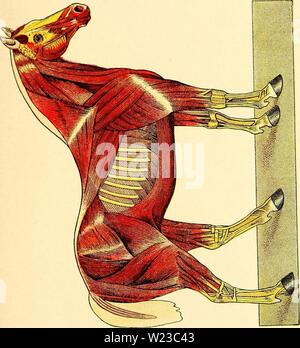 Immagine di archivio da pagina 152 di Das pferdebuch des amerikanischen agricoltori. Das pferdebuch des amerikanischen agricoltori daspferdebuchdes00hoff Anno: 1917 u n. u :o u u s u Cft una Foto Stock