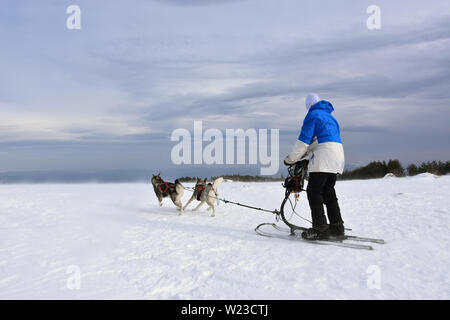 Uomo con due cani da slitta Husky durante la corsa di attacco, fredda giornata invernale alta in Vitosha Mountain, Bulgaria Foto Stock