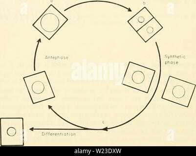 Immagine di archivio da pagina 157 della citologia (1961) Foto Stock