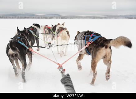 Finlandia, Inari - Gennaio 2019: lone team di huskies tirando avanti, vista da sled Foto Stock