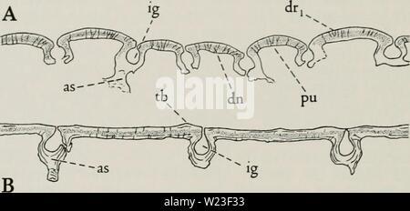 Immagine di archivio da pagina 159 del Cyathaspididae; una famiglia di Foto Stock