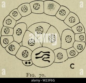 Immagine di archivio da pagina 160 di citologia, con particolare riferimento alla Foto Stock