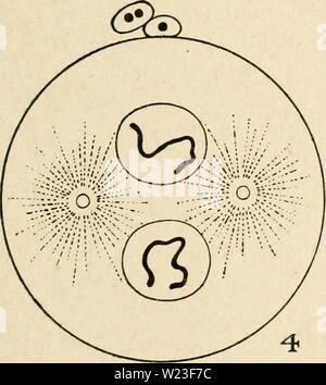 Immagine di archivio da pagina 160 di citologia, con particolare riferimento alla Foto Stock