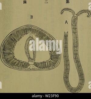 Immagine di archivio da pagina 160 di Dbutsugaku zasshi (1889) Foto Stock