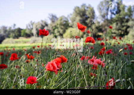 Campo di papavero Foto Stock