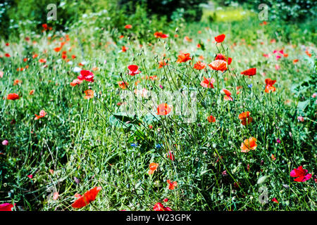 Campo di papavero Foto Stock