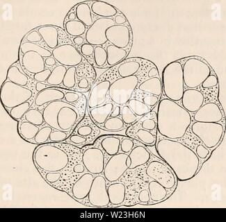 Immagine di archivio da pagina 164 della encyclopaedia - Wikizionario di anatomia e Foto Stock