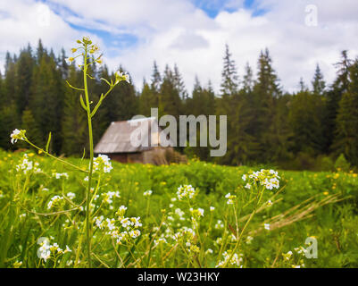 Primo piano della wild, bianco fiori che fioriscono sul campo di fronte a un vecchio cottage di legno vicino al bosco di abeti. Meravigliosa molla rurale scena con me verde Foto Stock
