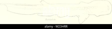 Immagine di archivio da pagina 166 di Das sistema nÞturliche der Elasmobranchier. Das sistema nÂÃturliche der Elasmobranchier auf Grundlage des Baues und der Entwicklung ihrer WirbelsÂÃule; eine morphologische und palÂÃontologische Studie dasnturliche79hass Anno: 1879 l'iij 'i' montare) 'â "â â ,,, "Hi Guslav Fisrlier Foto Stock