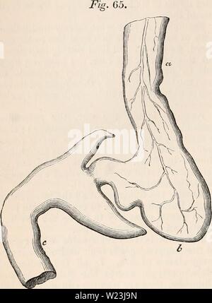 Immagine di archivio da pagina 167 della encyclopaedia - Wikizionario di anatomia e Foto Stock