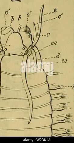 Immagine di archivio da pagina 169 di Dbutsugaku zasshi (1889) Foto Stock