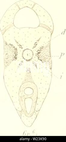 Immagine di archivio da pagina 170 di Das sistema nÞturliche der Elasmobranchier. Das sistema nÂÃturliche der Elasmobranchier auf Grundlage des Baues und der Entwicklung ihrer WirbelsÂÃule; eine morphologische und palÂÃontologische Studie dasnturliche79hass Anno: 1879 â /â // 16 Fn, 11 Foto Stock