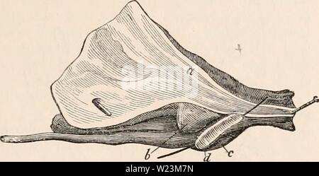 Immagine di archivio da pagina 172 della encyclopaedia - Wikizionario di anatomia e Foto Stock