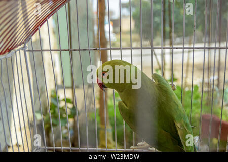 Bellissimo pappagallo verde giocando in gabbia Foto Stock