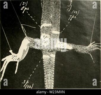 Immagine di archivio da pagina 174 di De dermatomerie bij de hagedis. De dermatomerie bij de hagedis (Lacerta viridis) dedermatomeriebi00trig Anno: 1917 Foto Stock