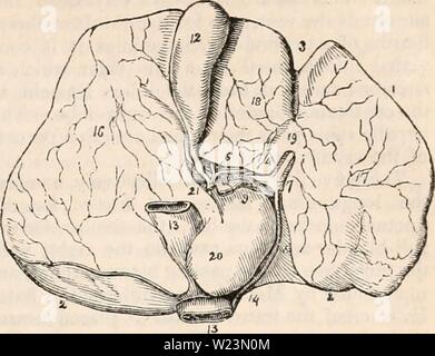 Immagine di archivio da pagina 174 della encyclopaedia - Wikizionario di anatomia e. Il encyclopaedia - Wikizionario di anatomia e fisiologia cyclopdiaofana03todd Anno: 1847 normale anatomia del fegato. 161 (triangolare) sono due pieghe triangolare di peri- toneum che inizia in corrispondenza di ciascuna estremità del bordo posteriore del fegato e convergono verso la terminazione degli indirizzi di massima di legamento. Essi sono di vasta portata in prossimità delle estremità dell'o- gan, e permettono un certo grado di movimento a destra e a sinistra dei lobi, ma diventano strette quando si avvicinano alla linea mediana. I due strati che compongono il diritto legamento laterale separata poiché essi Foto Stock