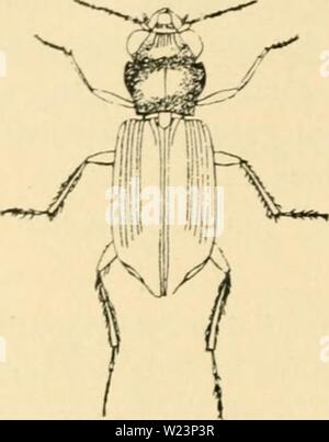 Immagine di archivio da pagina 177 di Danmarks fauna, Biller (1908). Danmarks fauna, Biller danmarksfaunabil01dans l'anno: 1908 170 Fig. 153. Notiophilus aquaticus. (Efter Schiødte). langstrakte; Siderandene omtrent paral- lele til Midten sacchetto, derefter rundede til Spidsen. Striberne kun antydede ved Punktraekker, der forsvinder mod Spid- sen; Mellemrummene flade, 5te med et stort rundt Punkt specifiche diun Midten. Benene og Undersiden helt sorte. L. SVe'- Almindelig og overalt udbredt. 2. N. palustris dft. Naer essere- slaegtet foregaaende med, cane lasciate ad- skilt ved, a Følehornenes 4 Led første er gule, St Foto Stock