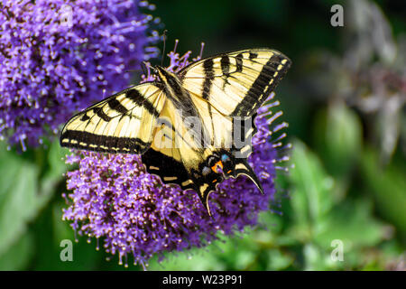 Close up Giallo farfalla a coda di rondine su fiori viola in una giornata di sole Foto Stock