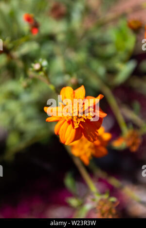 Orange cosmo fiore close up (zolfo cosmo fiore) cosmo caudatus Foto Stock