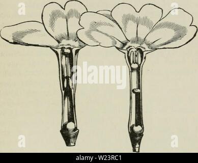 Immagine di archivio da pagina 180 del darwinismo un esposizione di Foto Stock