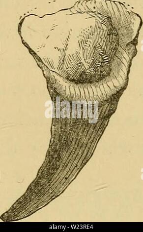 Immagine di archivio da pagina 180 di aurora di vita essendo l. Aurora di vita: essendo la storia dei più antichi noti resti fossili, e il loro rispetto al tempo geologico e allo sviluppo del regno animale dawnoflifebeingh00Daw Anno: 1875 CONTEMPOEAEIES e successori di EOZOON. 153 Fig. 39. Profundus ArcJiceocyathus-illustrante la base di attach- mento e camere di radianti. {Dopo fatturazioni.) Foto Stock