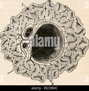 Immagine di archivio da pagina 180 della encyclopaedia - Wikizionario di anatomia e. Il encyclopaedia - Wikizionario di anatomia e fisiologia cyclopdiaofana03todd Anno: 1847 normale anatomia del fegato. 167 omento, e che li accompagna lungo il portale canali e interlobular fessure per la loro distribuzione finale la sostanza dei lobuli. Esso costituisce per ciascuno dei lobuli una capsula distinti che investe su tutti i lati con l'eccezione della sua base e viene poi ex- panded su tutto l'esterno dell'organo, costituente la capsula appropriata del fegato. Glisson la capsula serve a mantenere la vena portale Foto Stock