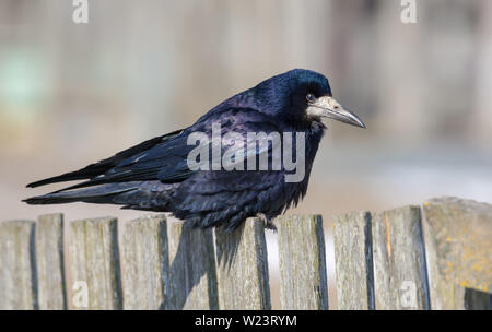 Trasognata Rook si siede sul vecchio recinto cercando all'inizio della primavera Foto Stock