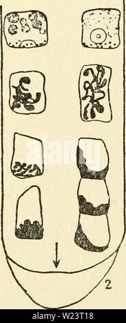 Immagine di archivio da pagina 181 del citoplasma della pianta Foto Stock