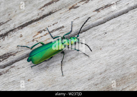 Spanische Fliege, Lytta vesicatoria, Cantharis vesicatoria, Spanish Fly, blister beetle, La cantharide officinale, Ölkäfer, Meloidae, coleotteri blister Foto Stock